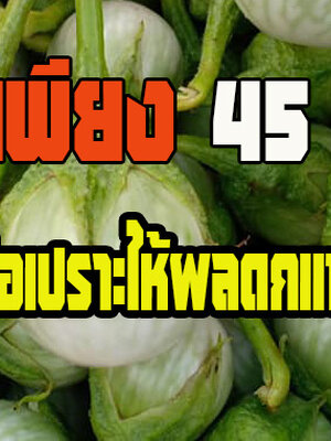 วิธีปลูกมะเขือเปราะให้งามไวแค่เพียง 45 วัน ผลดกแน่นเต็มต้น
