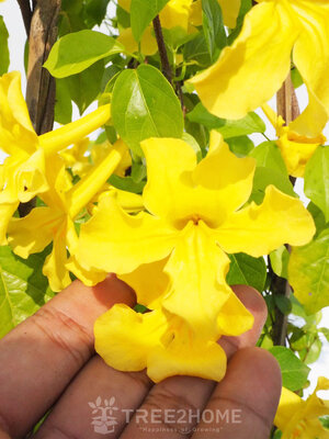 ต้นเหลืองชัชวาลย์