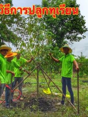 วิธีการปลูกทุเรียน