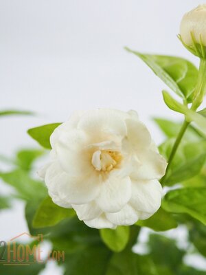 ต้นมะลิซ้อน