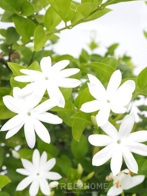 ต้นมะลิพวง