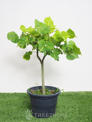 ต้นทองหลางลาย