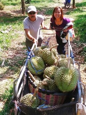 ทุเรียน ( ป่าละอู )