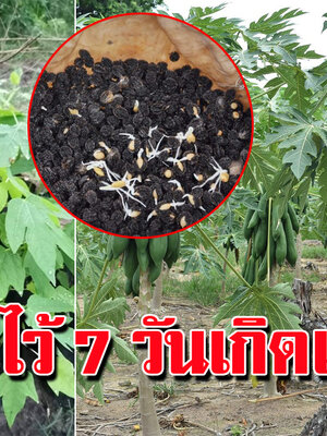 วิธีเพาะเมล็ดมะละกอให้งอกไว แค่ชำไว้ 7 วันเกิดเต็ม