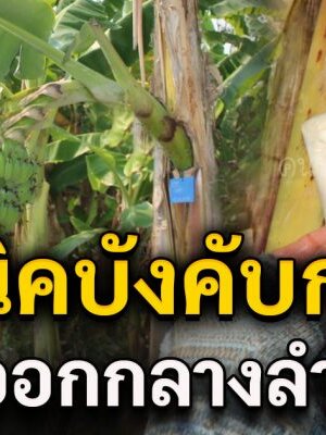 เทคนิคบังคับกล้วย ให้ออกกลางลำต้น