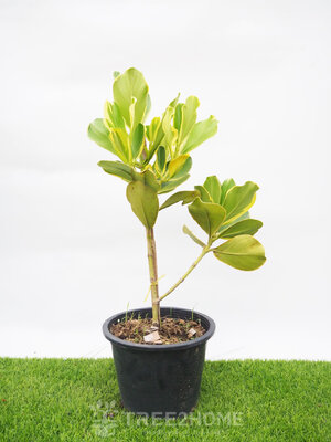 ต้นเกล็ดกระโห้ด่าง