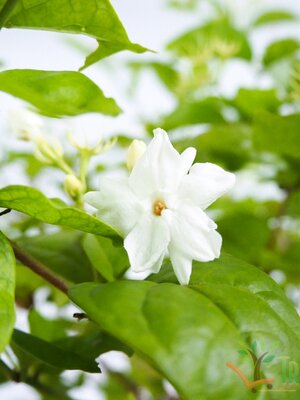 ต้นมะลิลา