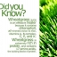 ผงวีทกราส ออแกนิค / Organic Wheatgrass powder