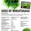 ผงวีทกราส ออแกนิค / Organic Wheatgrass powder